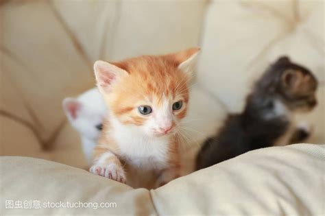 猫来家好吗|家里的猫进家里是好还是不好？